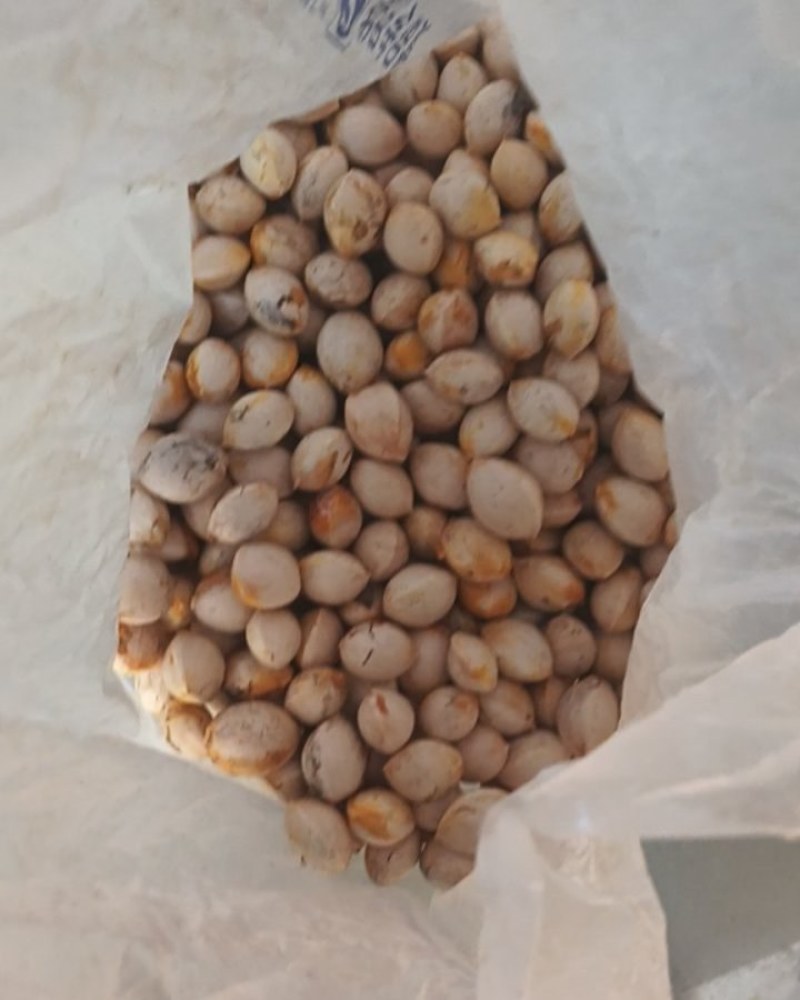 白果