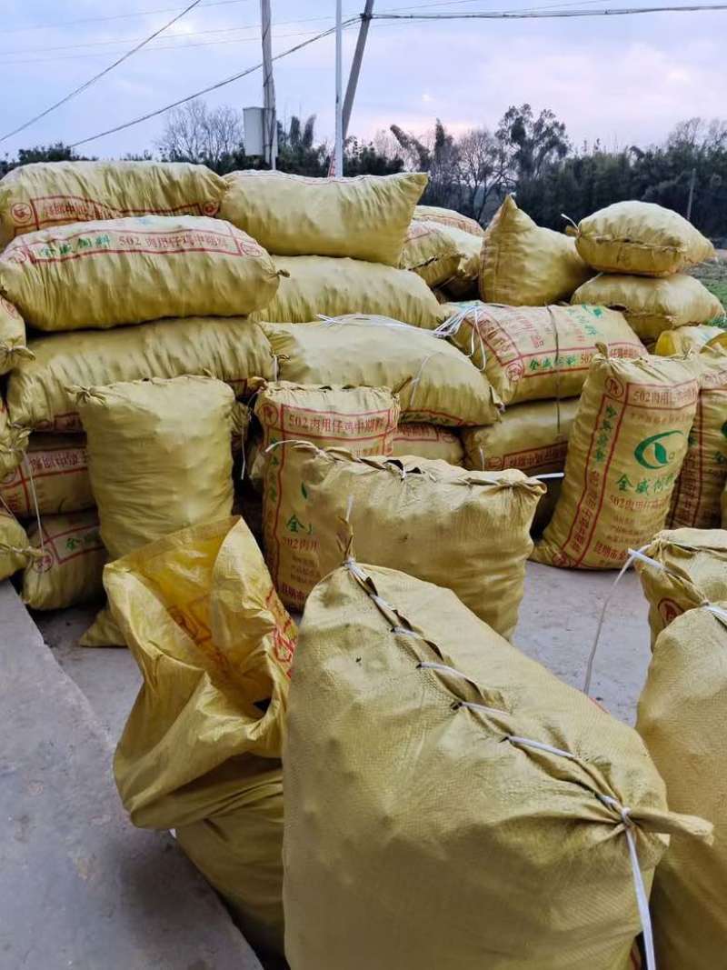 广西贺州马蹄，个头大，产地直销，一手货源