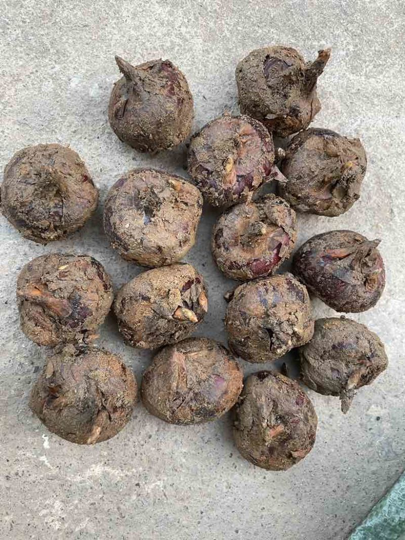 广西贺州马蹄，个头大，产地直销，一手货源