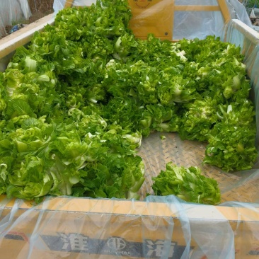 精品儿菜