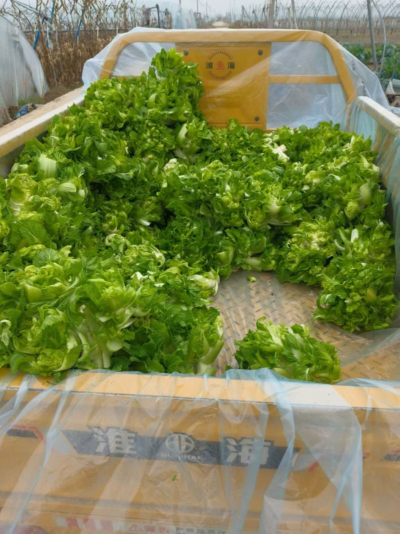 精品儿菜