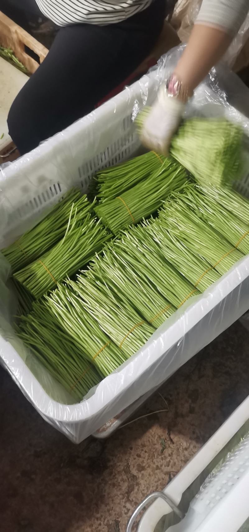 芦蒿