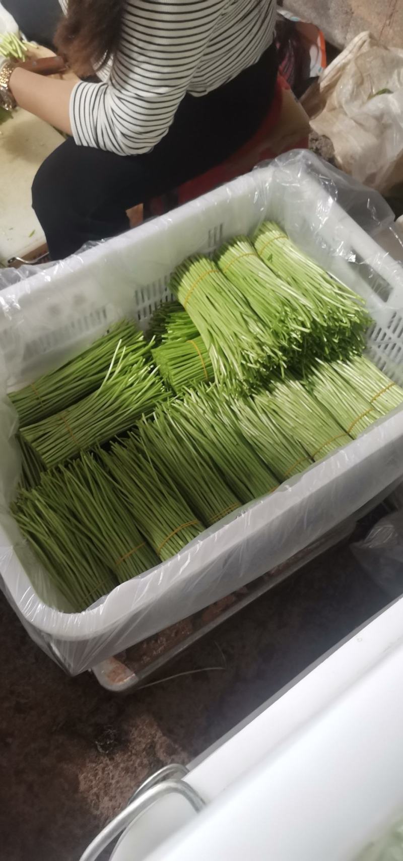 芦蒿