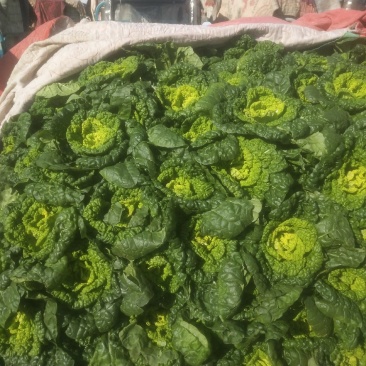黄心菜