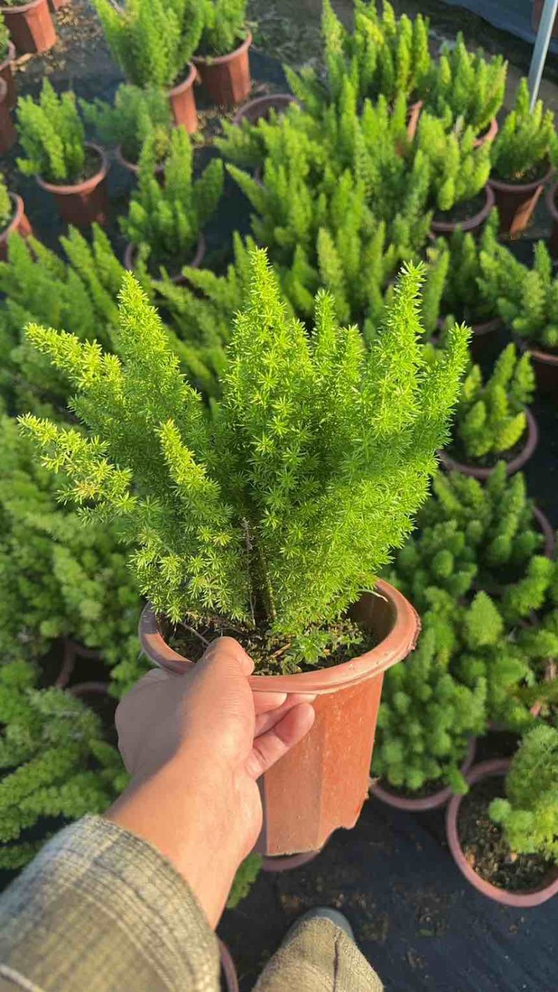 精品盆栽