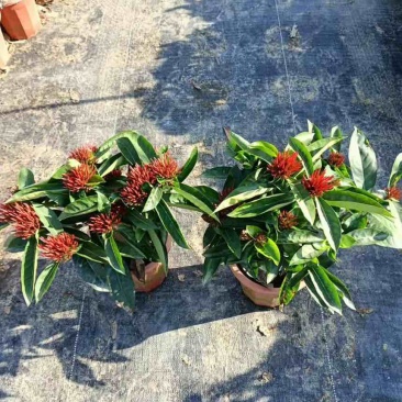 精品盆栽