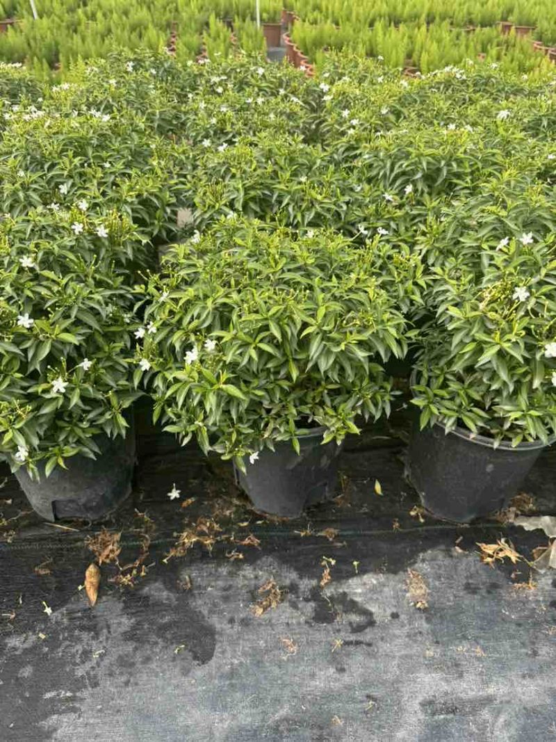 精品盆栽