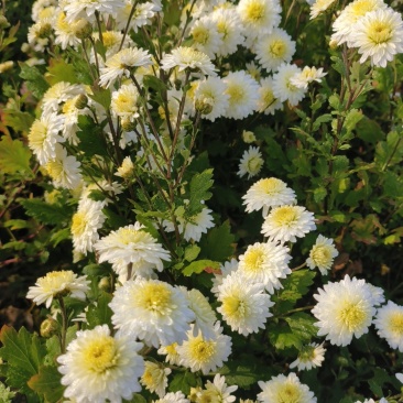 贡菊