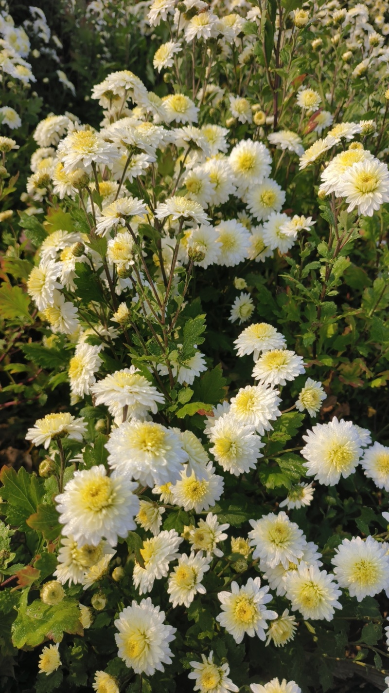 贡菊