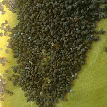 內蒙古茼麻籽