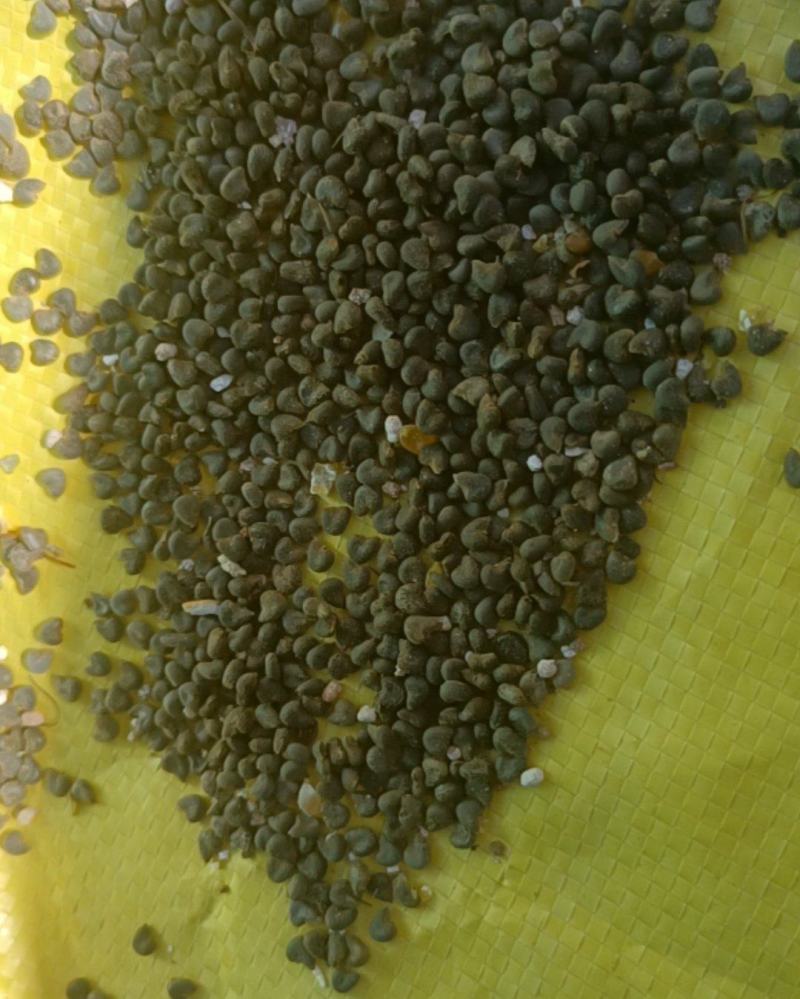 內蒙古茼麻籽
