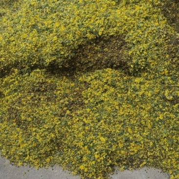 野菊花
