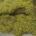 野菊花