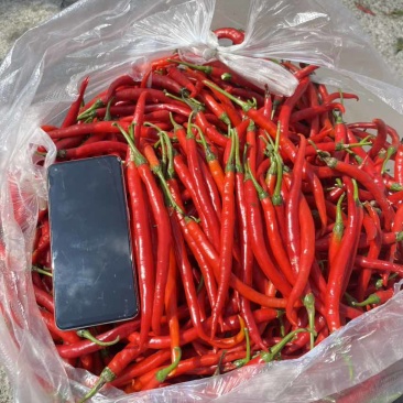 红线椒硬货无酱色全红不烂泡椒货电商
