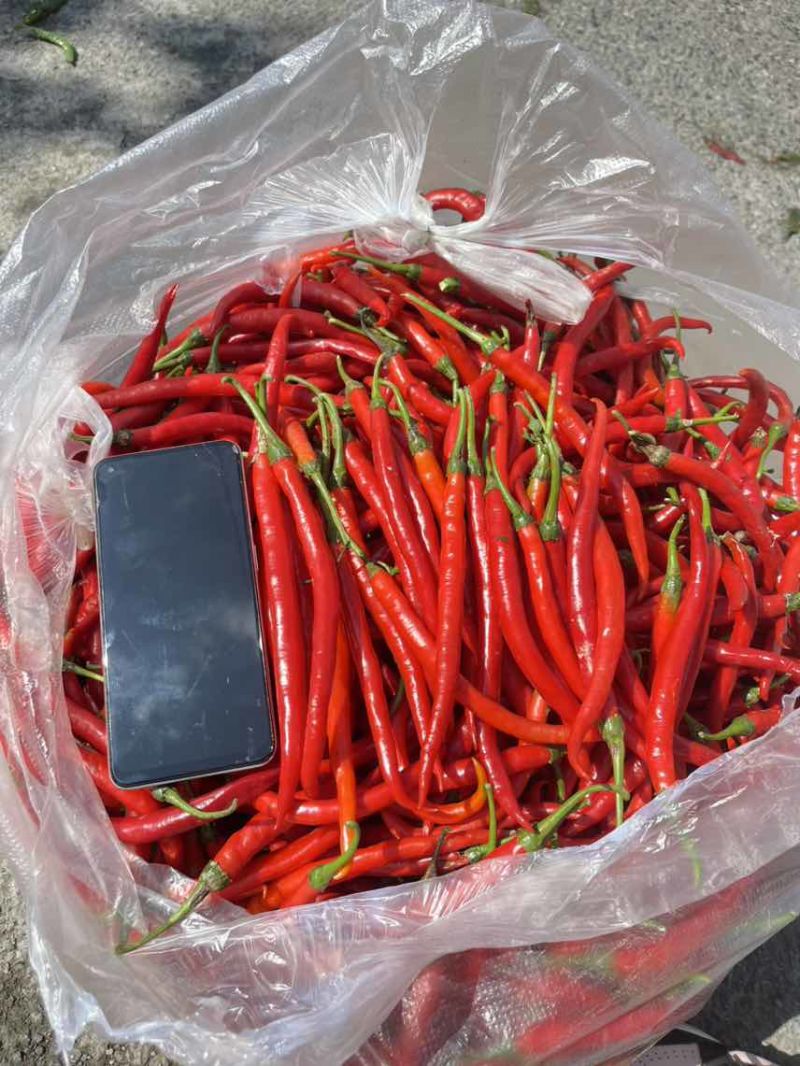 红线椒硬货无酱色全红不烂泡椒货电商