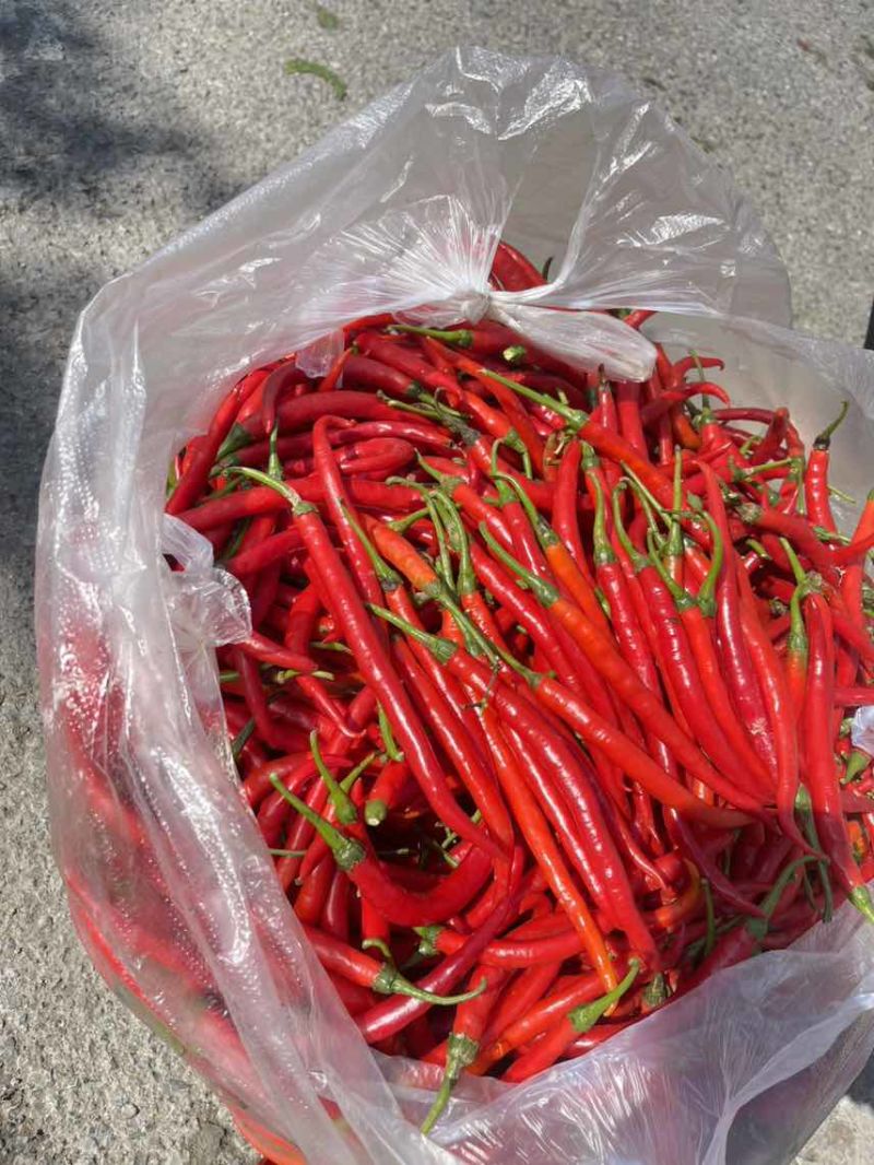 红线椒硬货无酱色全红不烂泡椒货电商