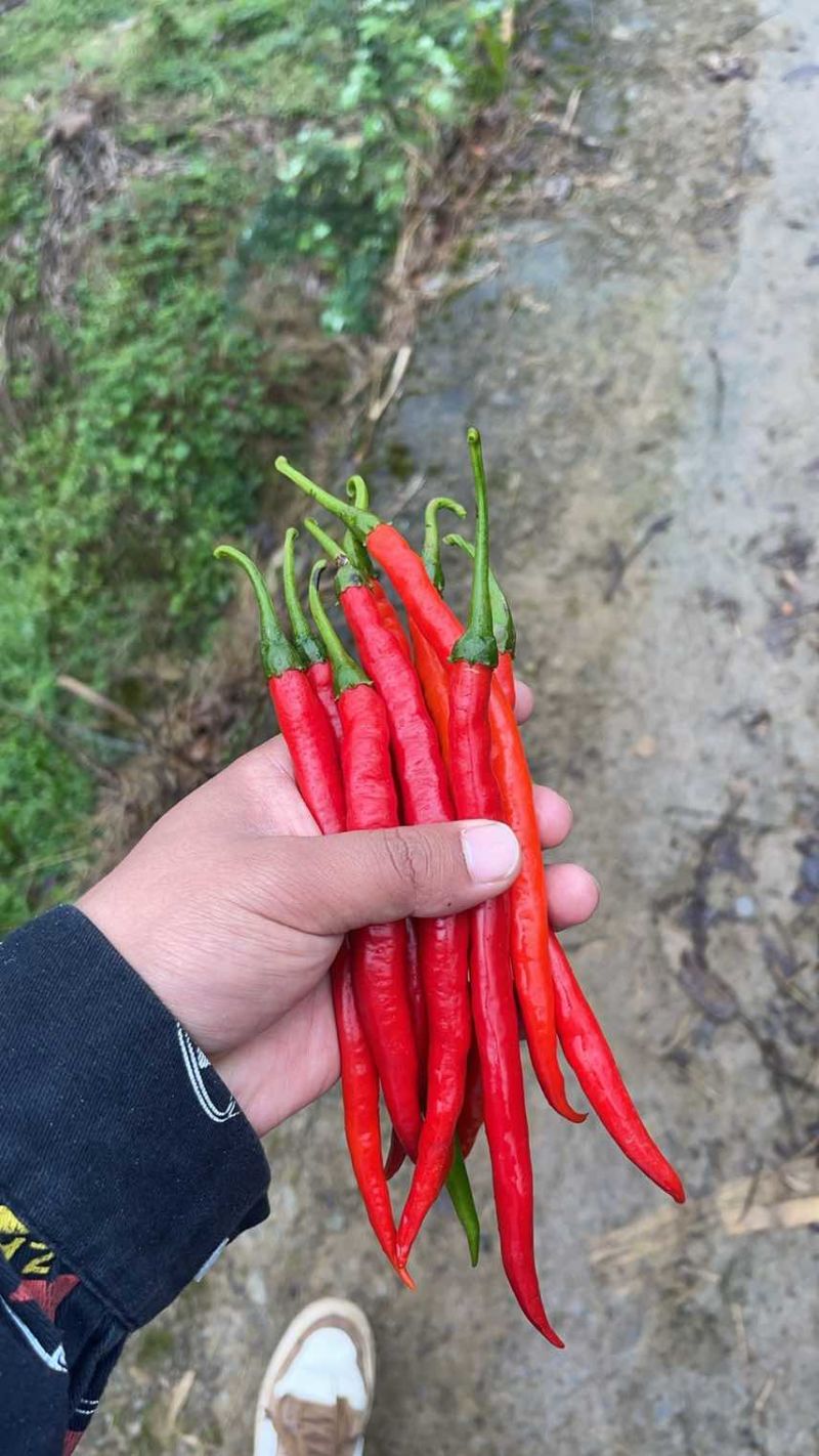 红线椒硬货无酱色全红不烂泡椒货电商