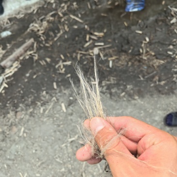 出售汉麻纤维，二粗，出售麻肖即麻包！