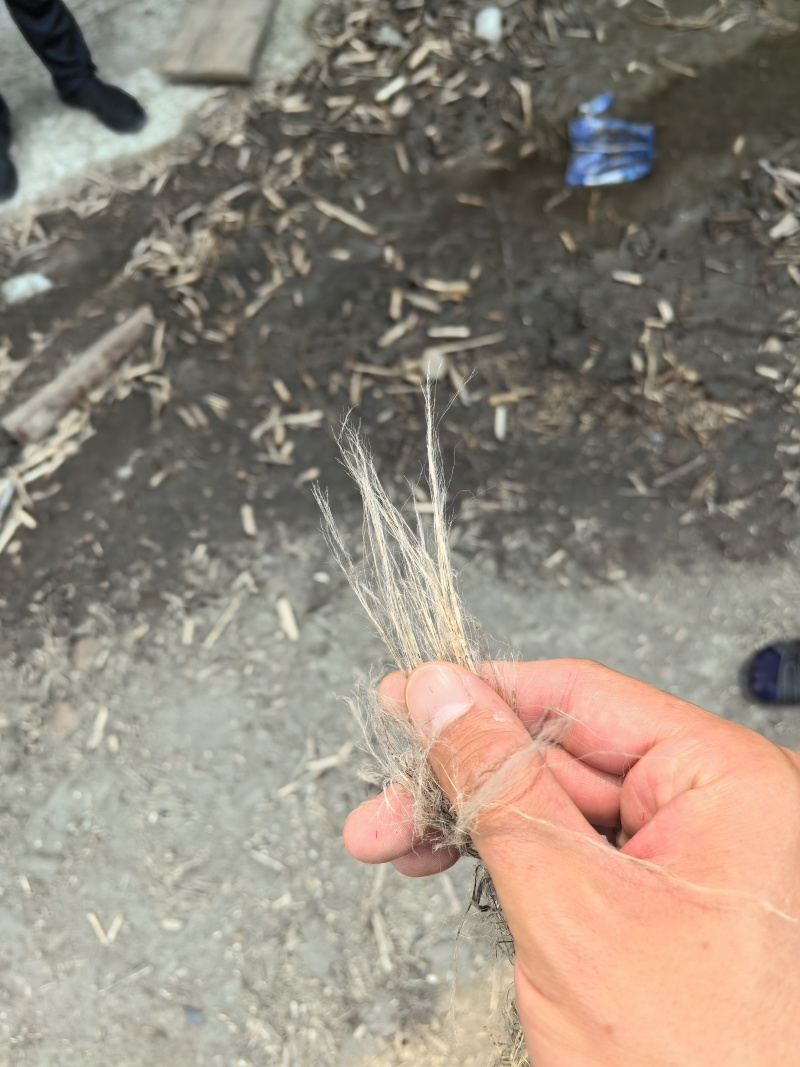 出售汉麻纤维，二粗，出售麻肖即麻包！