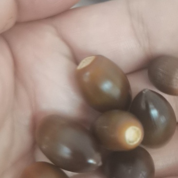 小橡果