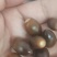 小橡果