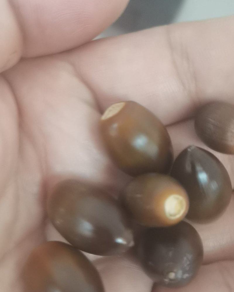 小橡果