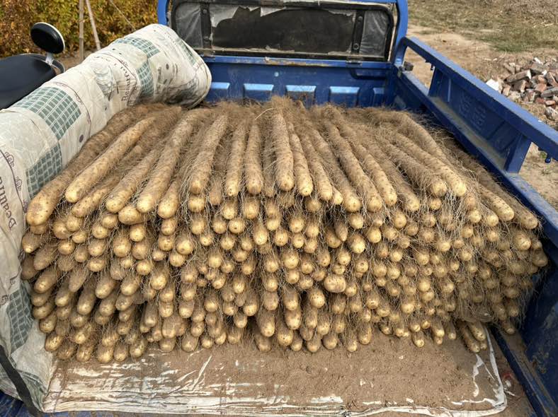 铁棍山药原材料展示