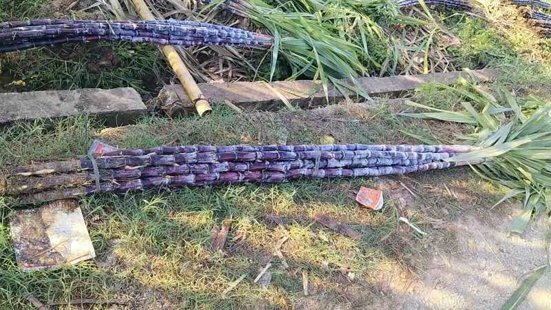 红甘蔗煮水清热润燥