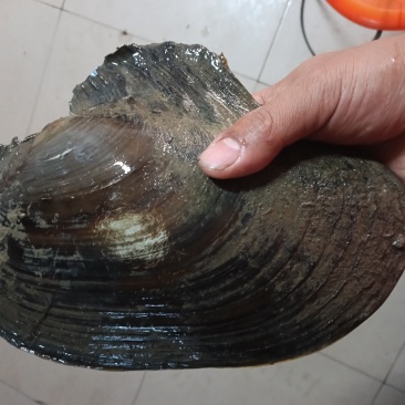 湖北大量河蚌