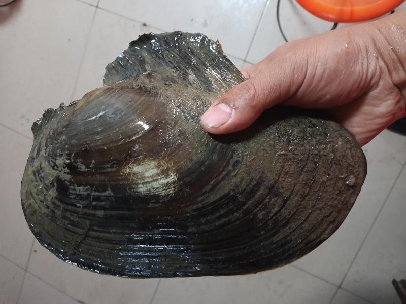 湖北大量河蚌