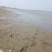 湖北大量河蚌