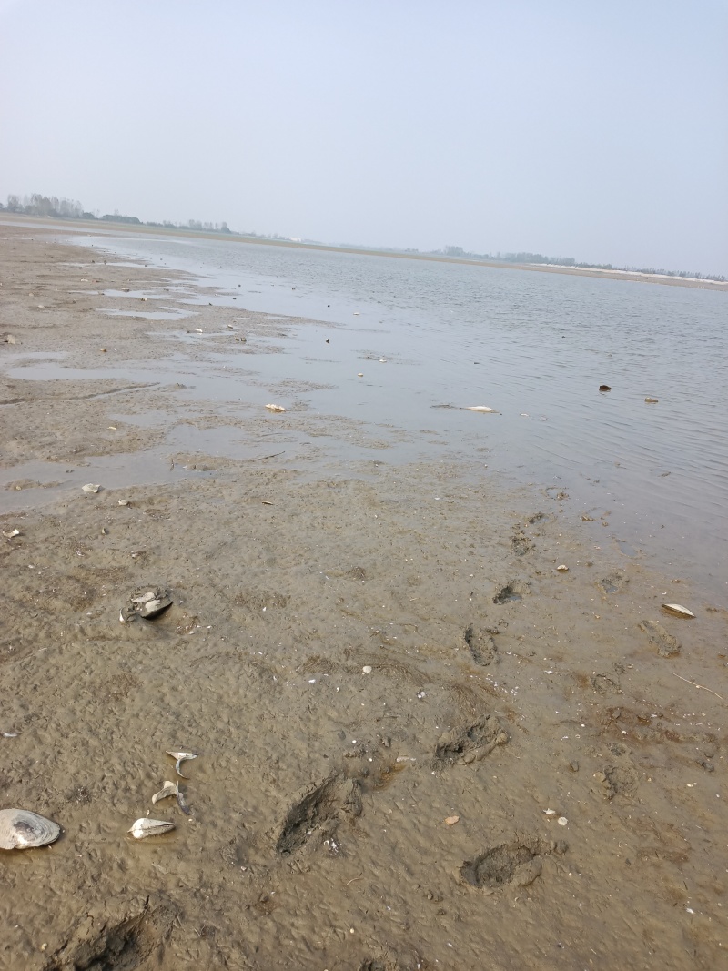 湖北大量河蚌