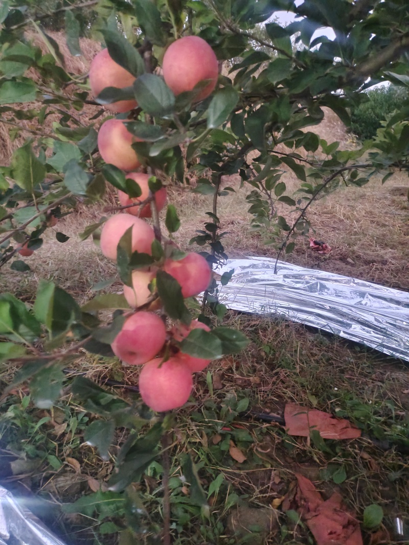 乐淇爱妃小花嫁接条