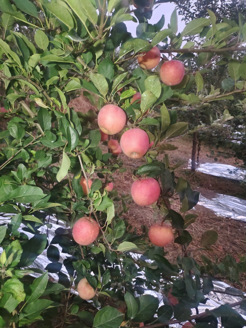 乐淇爱妃小花嫁接条
