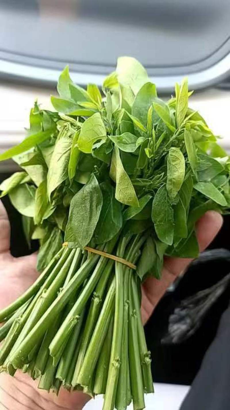 树仔菜