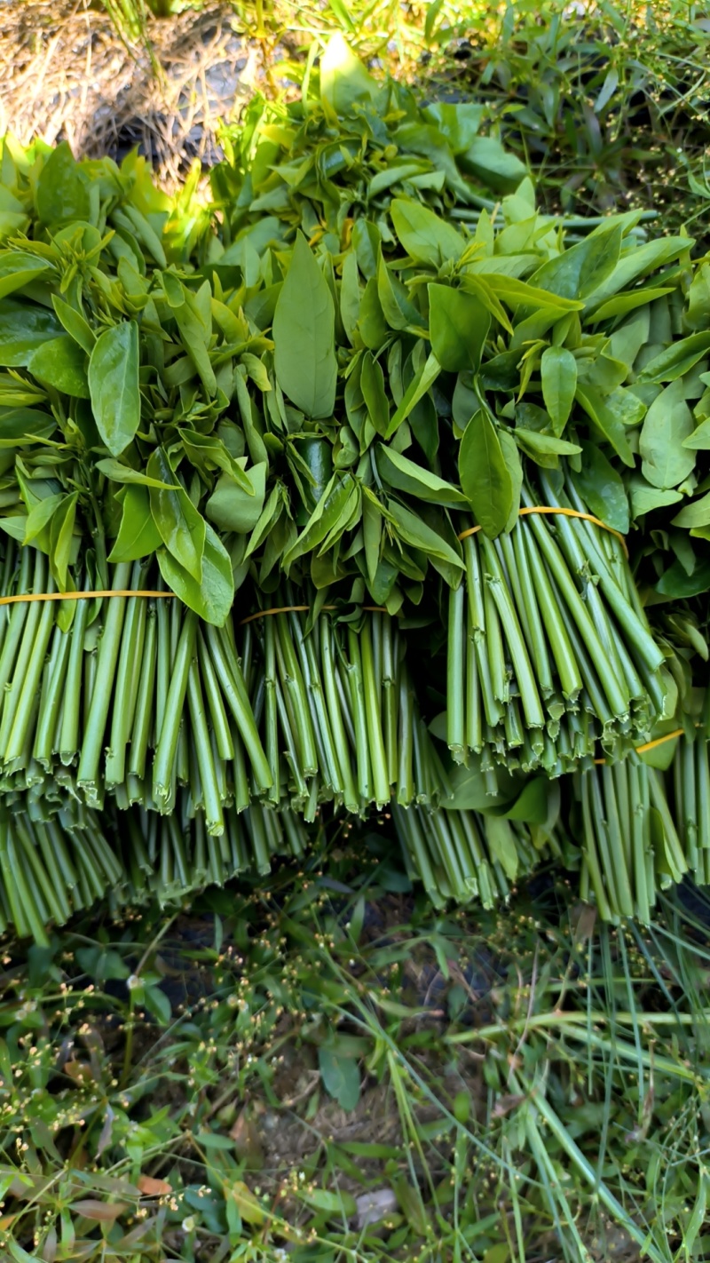 树仔菜