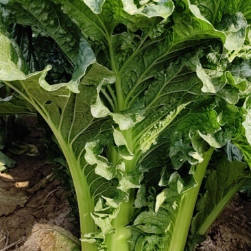 津育60津育75新中78大白菜