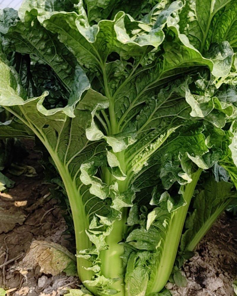 津育60津育75新中78大白菜