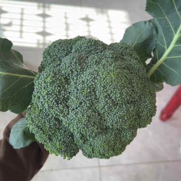 新货西兰花🥦少量上市，花球好看，个头饱满