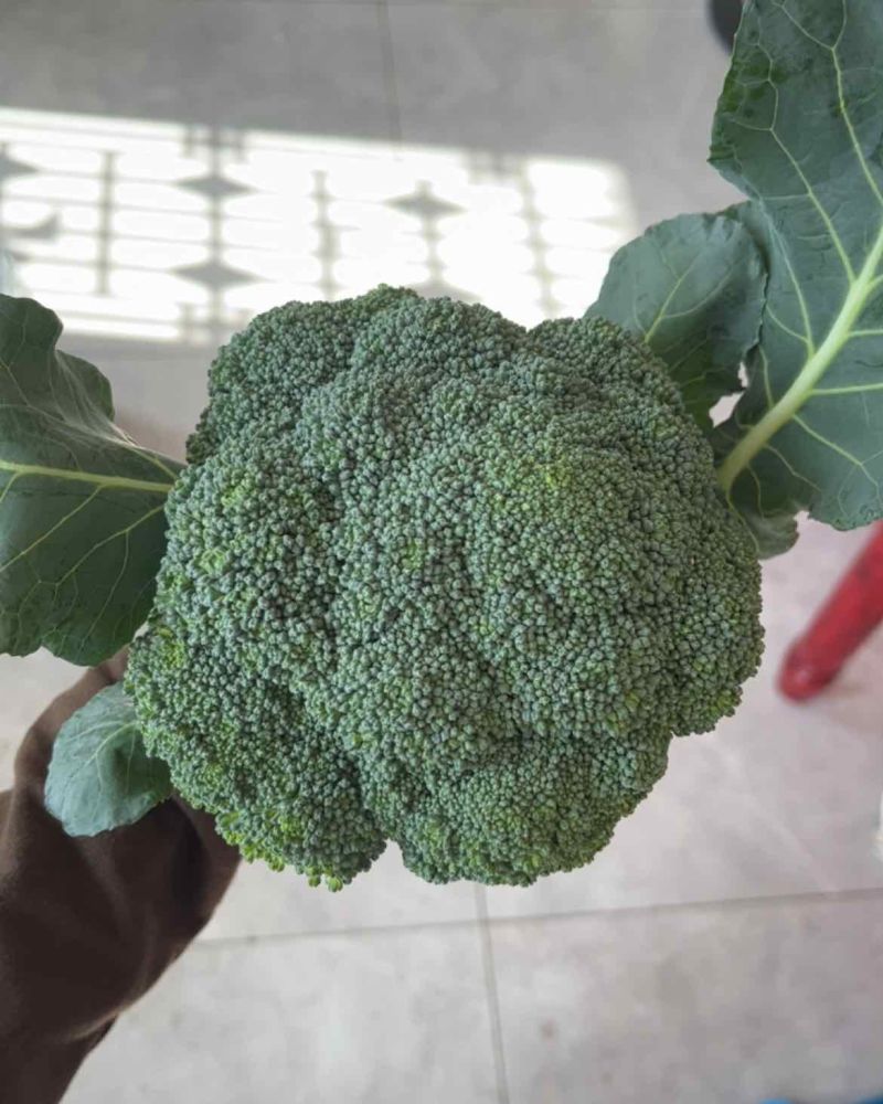 新货西兰花🥦少量上市，花球好看，个头饱满