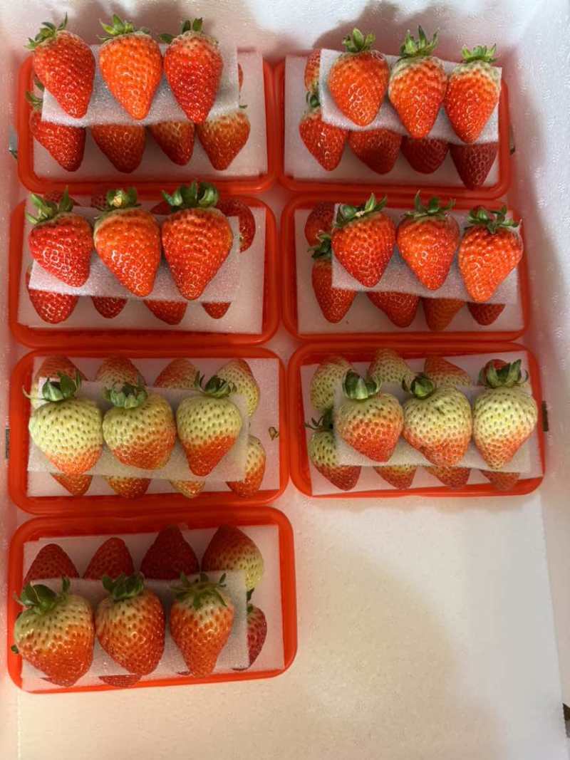蒙特瑞草莓酸甜可口。