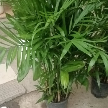 夏威夷竹