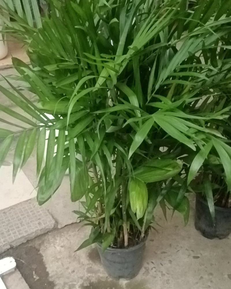 夏威夷竹