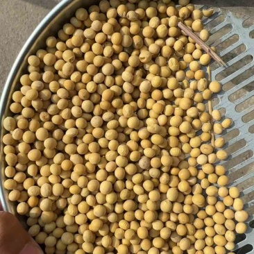 常年出售，油豆，蛋白豆，商品豆