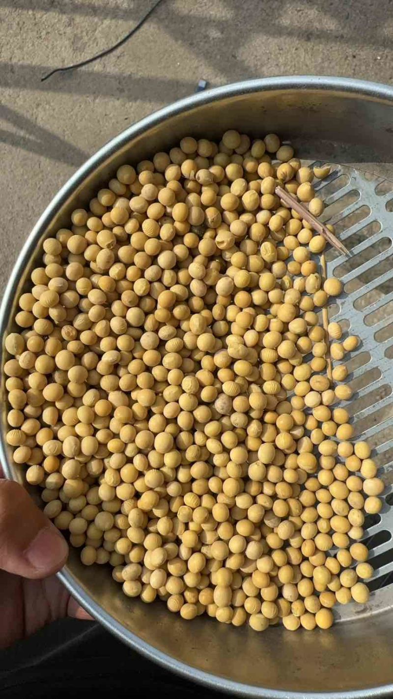 常年出售，油豆，蛋白豆，商品豆