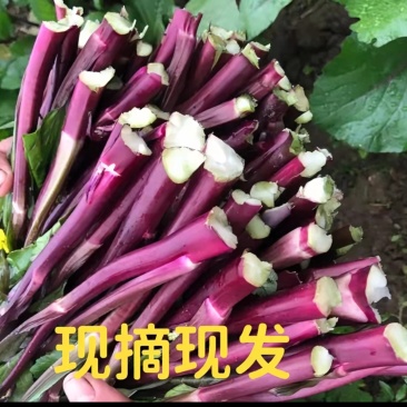 红菜苔