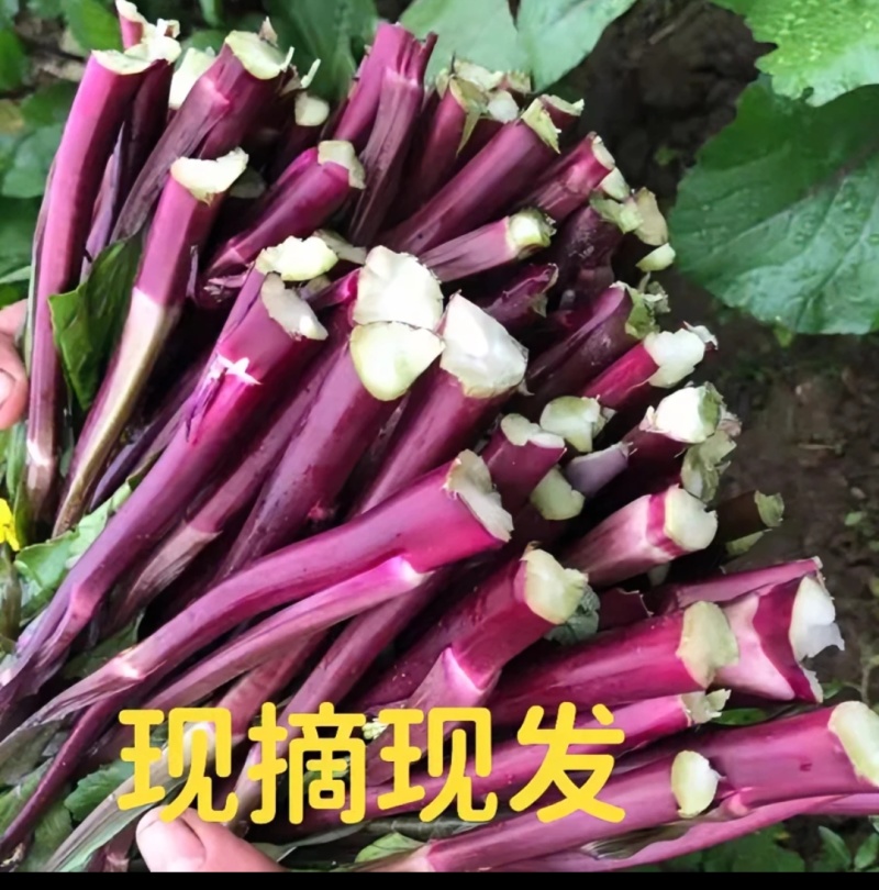 红菜苔