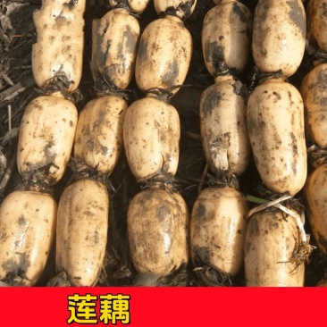 湖北黄湾贡藕