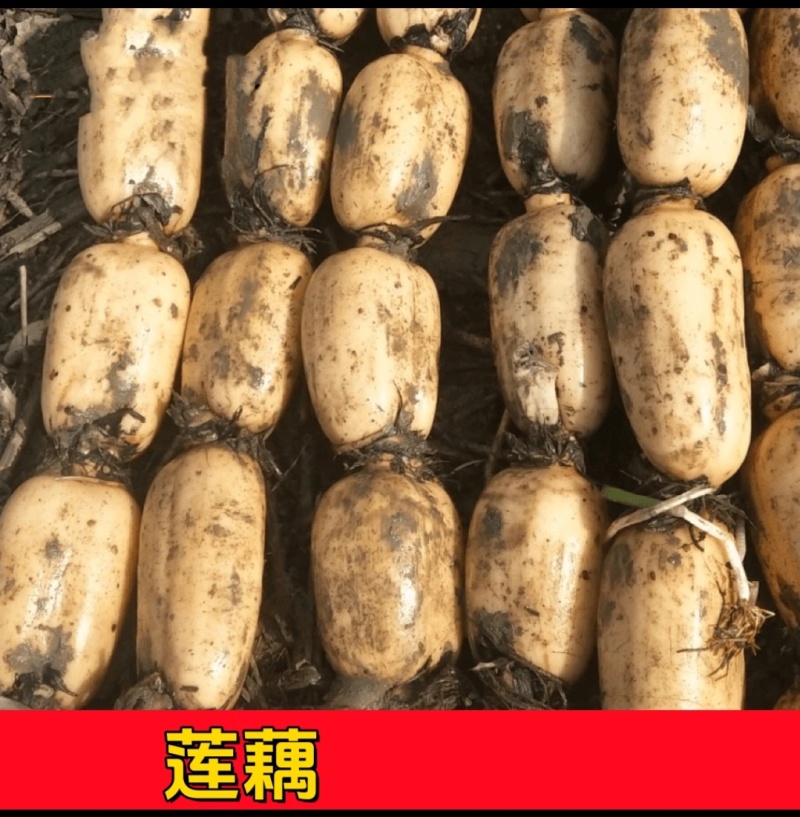 湖北黄湾贡藕