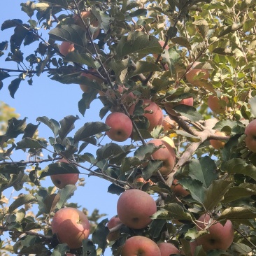 【热卖】正宗新疆阿克苏冰糖心苹果产地直发包装精美果甜